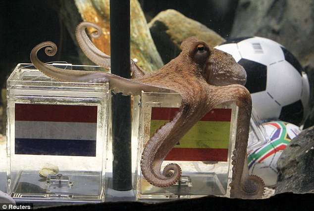 Octopus wk