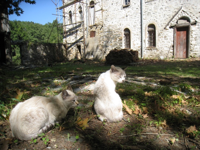 IMG_3196 Palio Monastiro cats