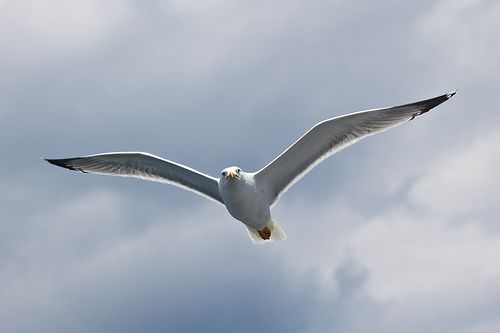 Seagull 2