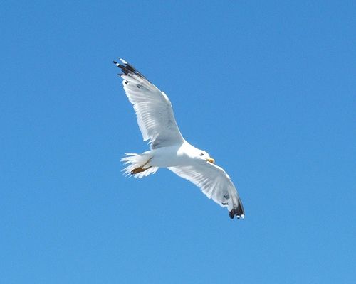 Seagull 9