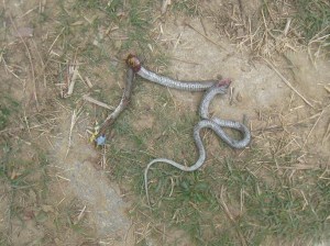 03-10 Karyes konaki  38 dead snake near 39
