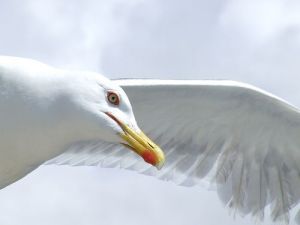 Seagull 8