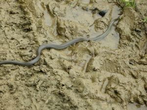 Snake in mud